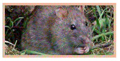 עכבר חולדה