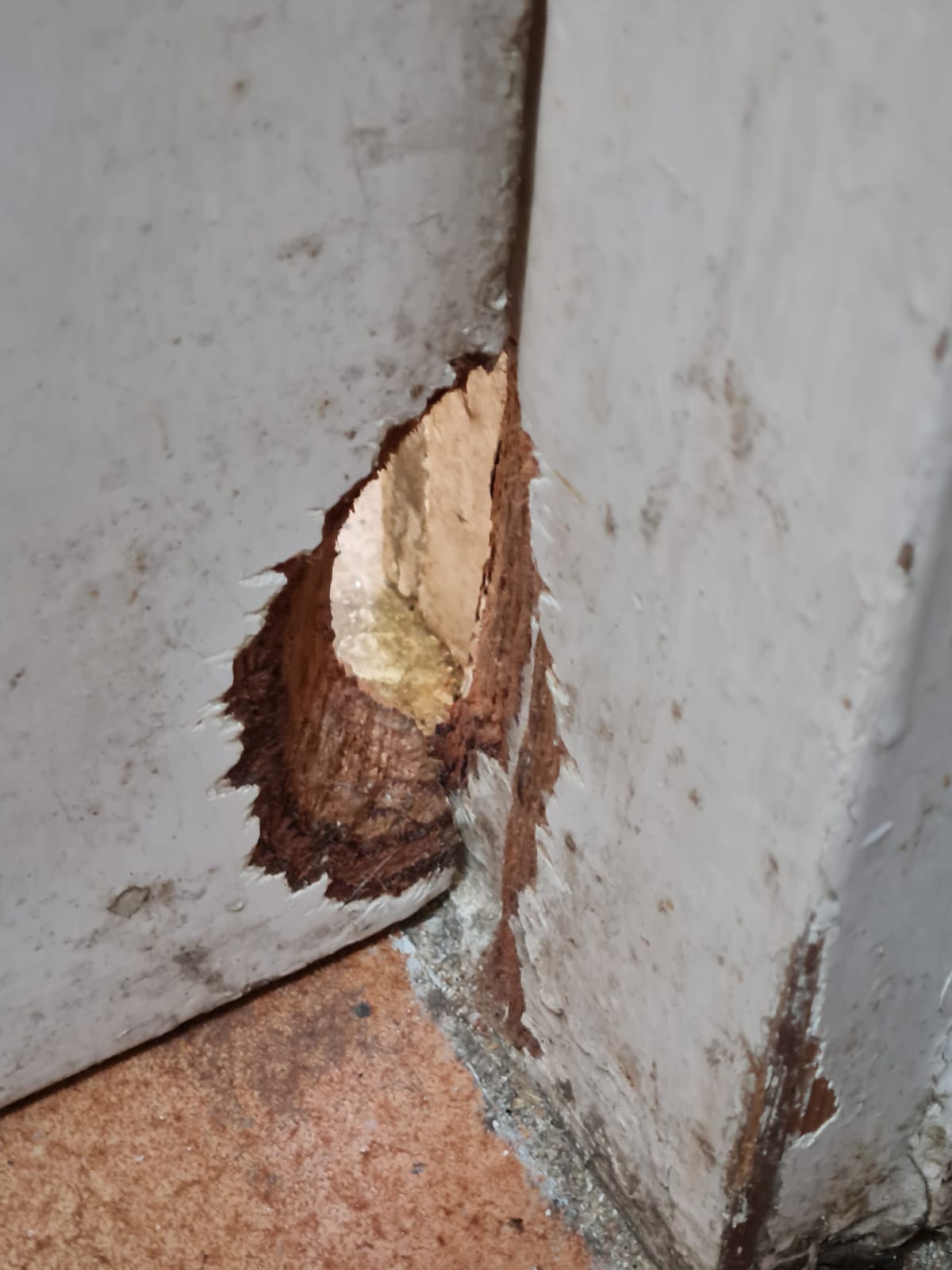 נזקי חולדות בבית - כרסום חור בדלת מעץ - גור הדברות